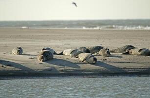 tätningar solbada på en sandbank, tätningar på de norr hav på petten, de nederländerna foto