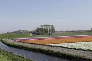 tulpaner blomning, våren, de Nederländerna, blomsterfält foto
