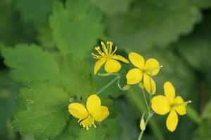 vilda blommor som blommar foto