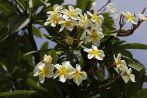 frangi pani blommor foto