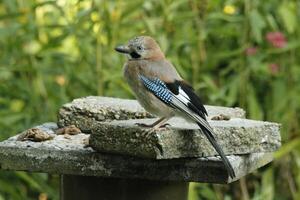 färgrik jay fågel foto