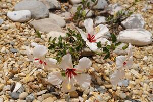 vit röd hibiskus blomma foto