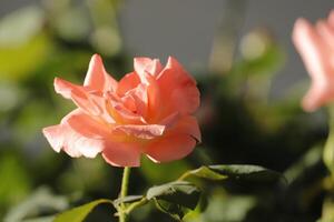 rosa rosor i trädgården foto