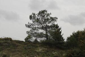 zwanenvatten natur parkera i de höst, nederländerna foto