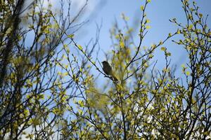 migrerande fåglar i en träd, fauna i de zwanenvatten natur boka i norr holland, de nederländerna. massor av annorlunda fåglar till ser. foto