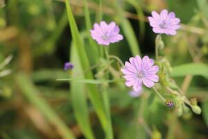 vilda blommor som blommar foto