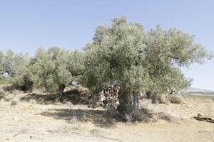 gammal träd på sjö las mayoralas, periana, Spanien foto