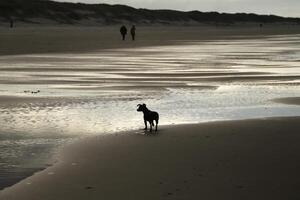 hund på de strand, Nederländerna, foto
