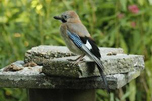 färgrik jay fågel foto