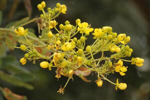 skön flora i de natur av benin foto