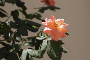 rosa rosor i trädgården foto