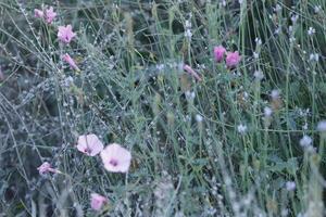 vild blommor i de fält, tidigt morgon- foto