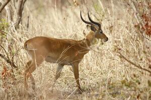 impala, rådjur, skön vilda djur och växter i pendjari nationell parc, benin foto