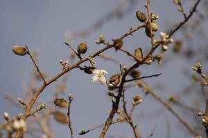 blomning mandel blommor foto