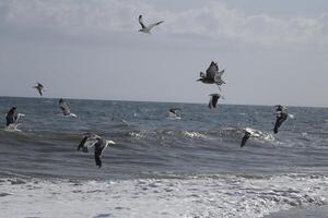 seagulls på de strand och i de himmel foto