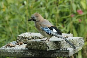 färgrik jay fågel foto