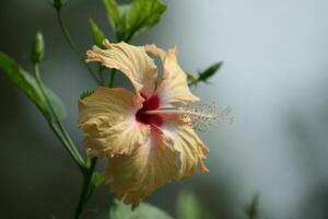 orange hibiskus, koh samui ö, thailand foto