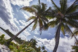 par av palmer i de karibiskt strand foto