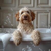 ge din hund de slutlig spa erfarenhet med vår helt naturligt, tårfri schampo och balsam. foto