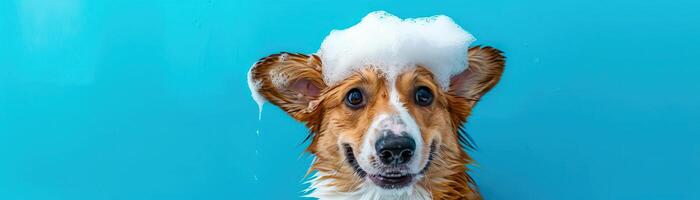 lekfull våt corgi hund i en bad med tvål skum på dess huvud, uppsättning mot en vibrerande blå bakgrund med kopia Plats, perfekt för ett optimistisk och Lycklig scen foto