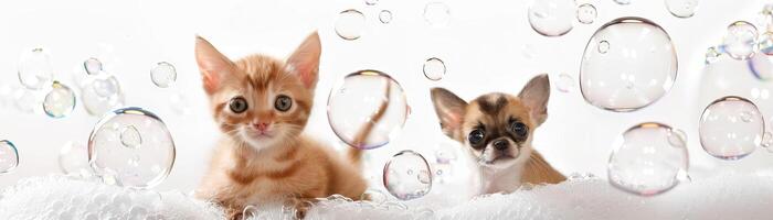 kattunge och chihuahua sitter, full kropp, vit bakgrund, tvål bubblor foto