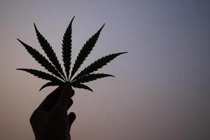 närbild Foto silhuett av hand kvinna innehav cannabis blad med en bakgrund himmel. Plats för text. begrepp av marijuana plantage för medicinsk