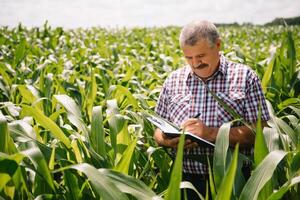 vuxen jordbrukare kontroll växter på hans odla. agronom innehar läsplatta i de majs fält och granskning gröda. jordbruksnäringen begrepp. jordbruks ingenjör stående i en majs fält med en läsplatta foto