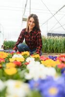 skön ung leende flicka, arbetstagare med blommor i växthus. begrepp arbete i de växthus, blommor, tulpaner, låda med blommor. kopia Plats. foto