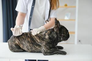 veterinär på veterinär klinik ger injektion till en hund. foto