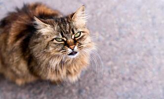 porträtt av en gata katt ser in i de lins. närbild. selektiv fokus. foto