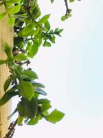 en växt växande på en vägg med en blå himmel i de bakgrund foto