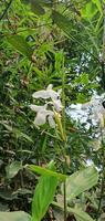 vit hibiskus blomma kardborre arctium lappa är en arter av blommande växt i de familj arctaceae foto