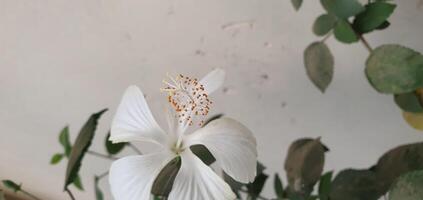 vit hibiskus blomma kardborre arctium lappa är en arter av blommande växt i de familj arctaceae foto