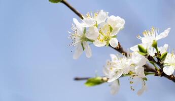 körsbär blommor av vit Färg på himmel bakgrund foto