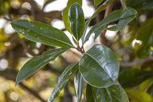 magnolia löv detalj foto