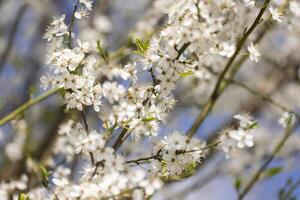 stänga upp av vit blommor på en träd foto