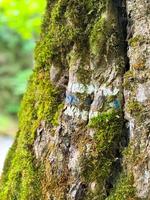 georgien. borjomi nationell historisk parkera. Maj 19, 2024. stänga upp av träd trunk med vandring spår tecken avbildad, täckt med mossa och lav i skog. begrepp av resa och vandring i skog. foto