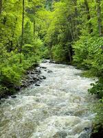 georgien. borjomi nationell historisk parkera. Maj 19, 2024. snabb strömmande flod omgiven förbi frodig grön träd i skog. natur landskap fångande de väsen av vildmark och lugn. foto