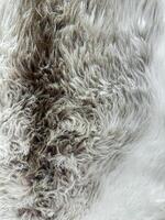 stänga upp textur av djur- päls med lutning från grå till vit, detaljerad naturlig bakgrund för design och skriva ut. foto