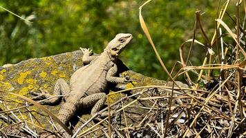 ödla sitter i torr gräs på sten täckt med mossa och lav mot bakgrund av grön gräs. vilda djur och växter och natur fotografier fångande beteende av reptiler i deras naturlig livsmiljö. foto