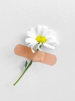 ett daisy blomma med stam fast förbi lim bandage på en vit texturerad vägg, minimalistisk och kreativ läkning begrepp. foto