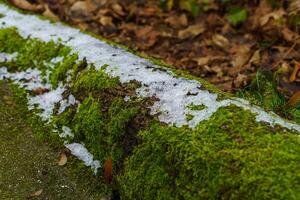 resterna av smältande snö på en moss-täckt träd trunk. foto