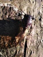 en cikada är uppflugen på en yta av en sten. stänga upp av cikader eller cicadidae eller tanna japonensis insekt. skön varelse med vinge och mörk kropp foto