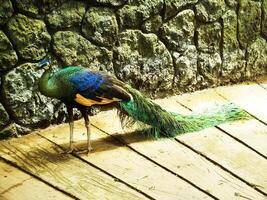 grön påfågel. pavo muticus. skön fågel med vibrera Färg fjäder vilket är hittades i de tropisk skogar av sydöst Asien, också känd som en javanese påfågel. foto