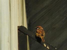 brun sparvar fågel abborre på en metall rör. stad fågel njuter de fri leva runt om de byggnad foto