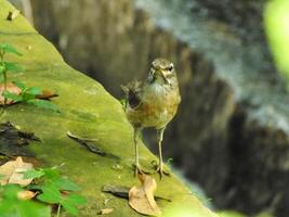 ögonbryn trast fågel eller turdus skymmer eller ögonbryn trast, vit brynt trast, mörk trast. en skön fågel från sibirien. den är starkt flyttande, övervintrar söder till Kina och sydöst Asien. foto