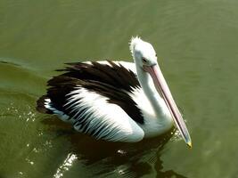 bild av australier pelikan fågel simning i en sjö på solig dagar. pelecanus conspicillatus är ett vatten- fågel. foto