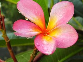 skön rosa frangipani blomma eller plumeria blomning på botanisk trädgård med färsk regndroppar på Det. tropisk spa blomma. foto