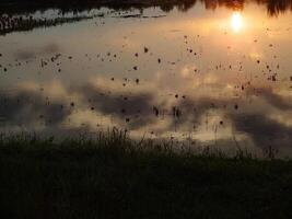 abstrakt bakgrund bild av en soluppgång reflexion på en träsk vatten yta. silhuetter av vass växande i lantlig kärr den där speglar gyllene ljus från de Sol foto