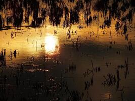 abstrakt bakgrund bild av en soluppgång reflexion på en träsk vatten yta. silhuetter av vass växande i lantlig kärr den där speglar gyllene ljus från de Sol foto